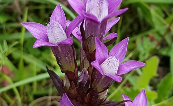 A Chiltern Gentian at Prestwood Nature Reserve © Marieke Bosman